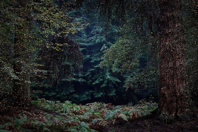 Les forêts enchantées d’Ellie Davies